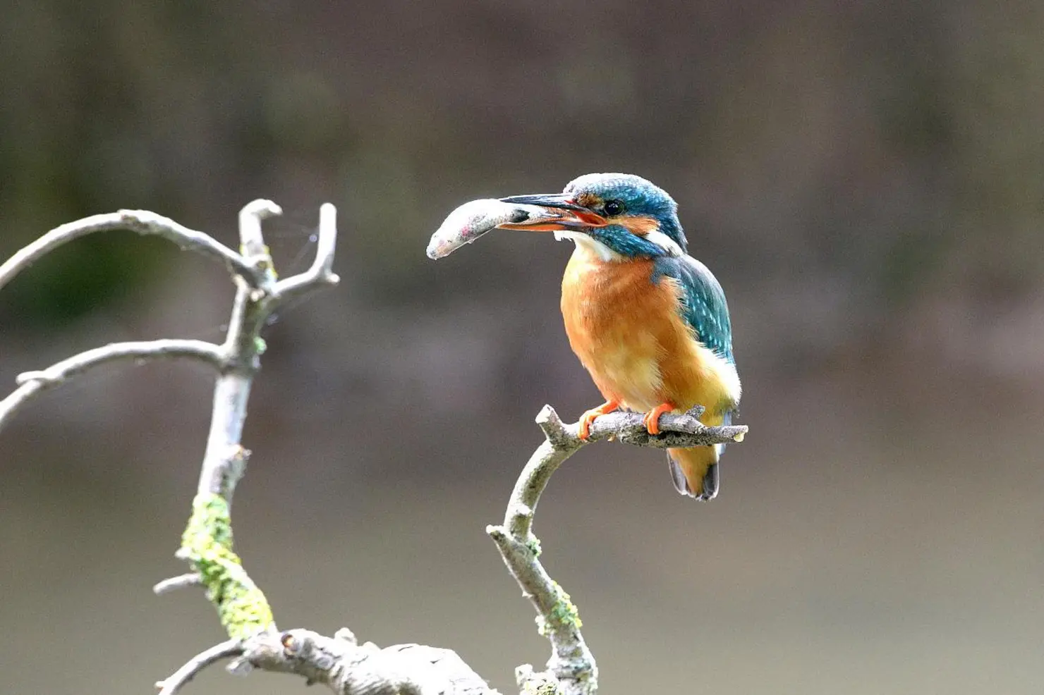 Eisvogel mit Fisch im Schnabel