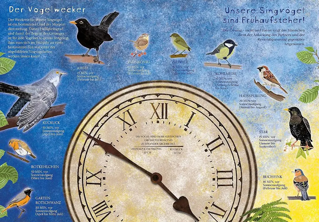 Illustration verschiedener Singvogelarten mit Uhr