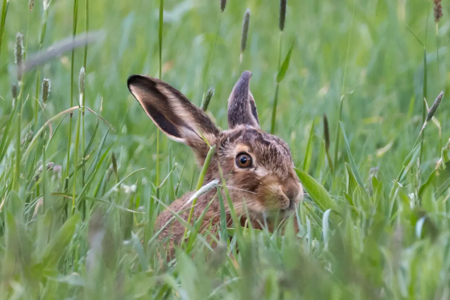 Wilder Hase in einer Wiese