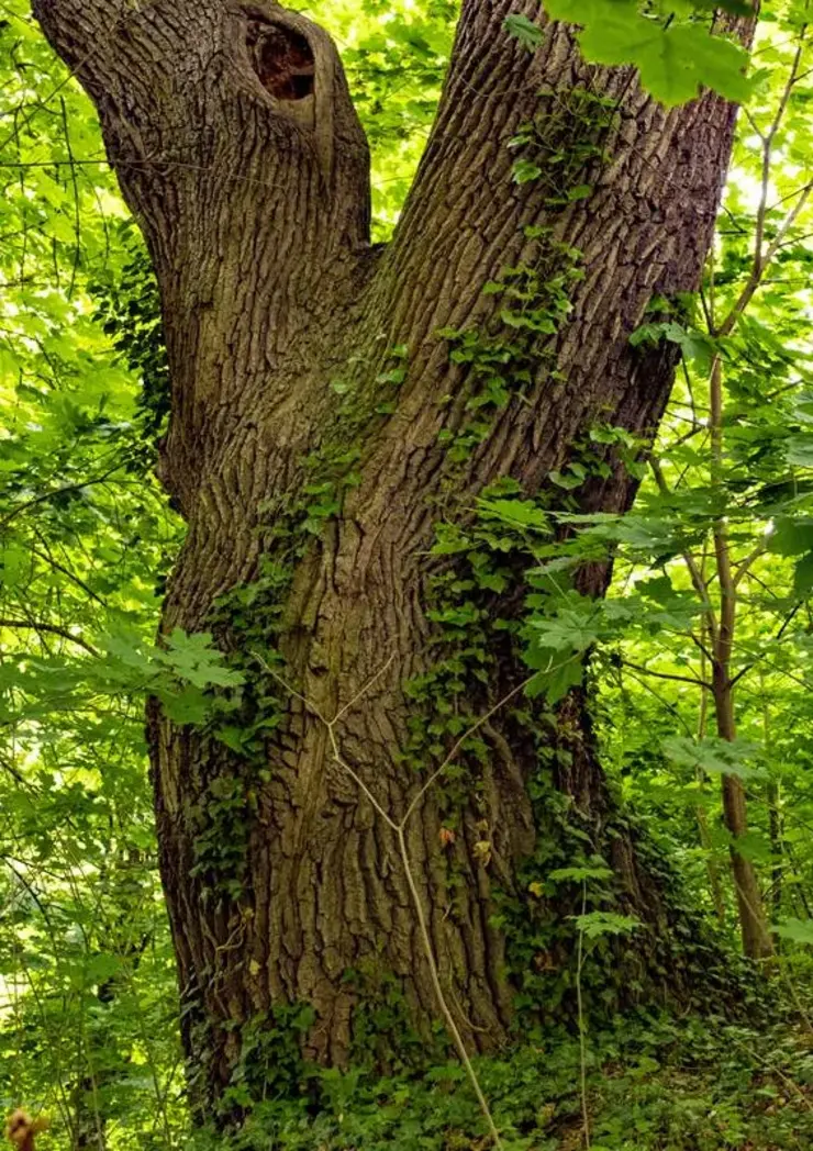 Nahaufnahme von Fürths ältestem Baum im Schlosspark Burgfarrnbach