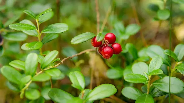 Vier Preiselbeeren an einem Strauch