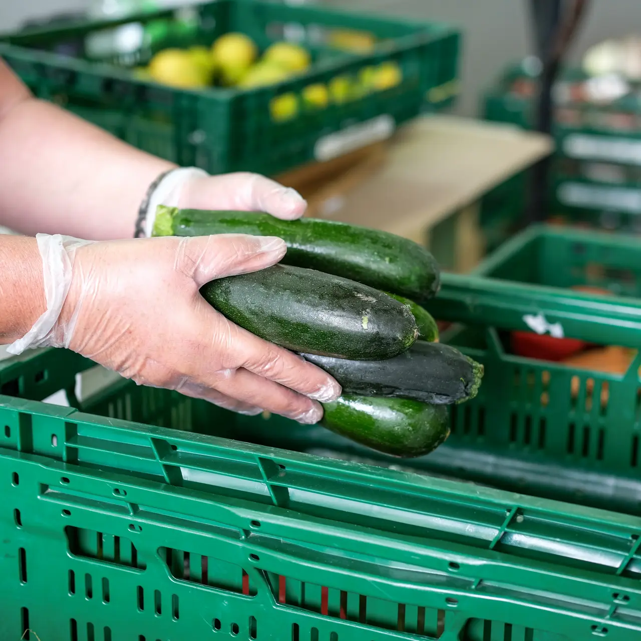 Frau mit Handschuhen packt Zucchini in grüne Kisten