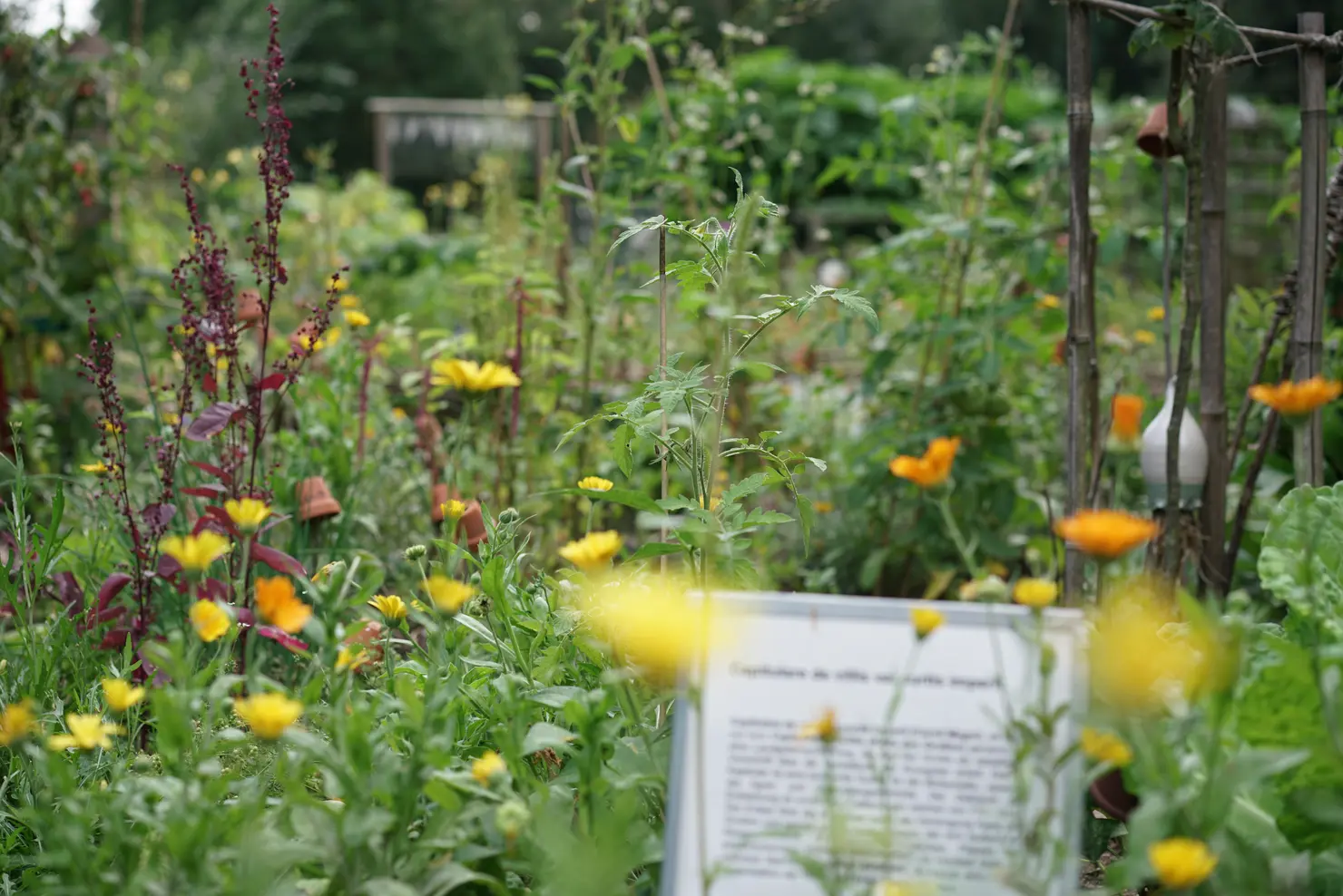 Blühwiese mit verschiedenen bienenfreundlichen Bepflanzungen