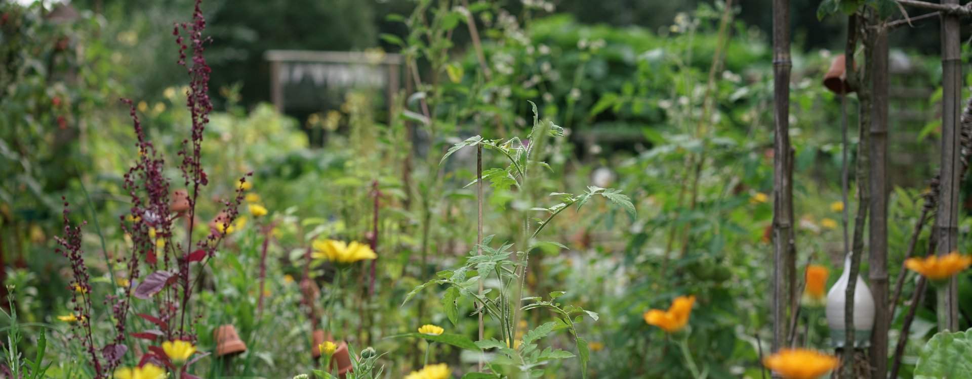 Blühwiese mit verschiedenen bienenfreundlichen Bepflanzungen