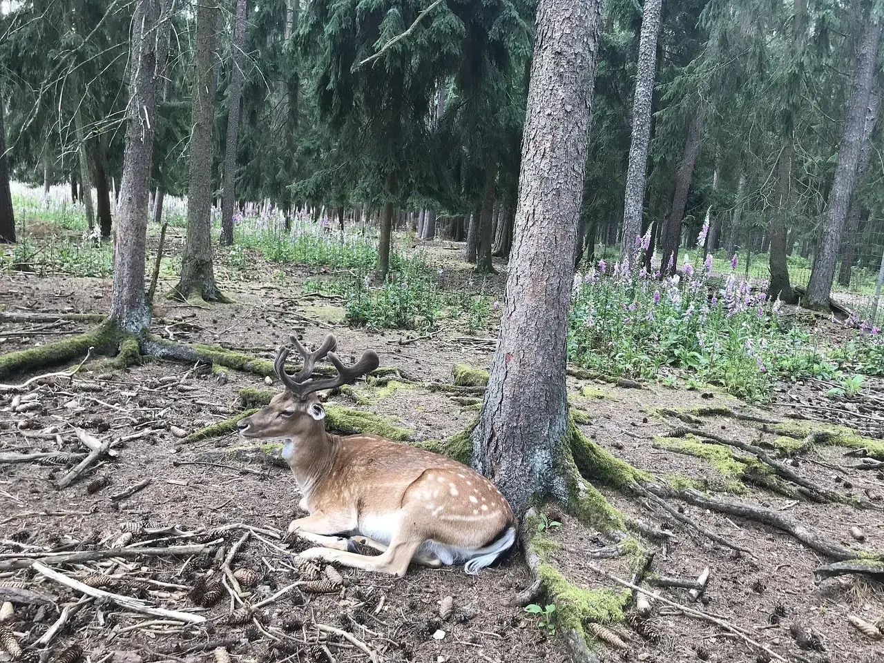 Ein Damhirsch rastet an einem Baum