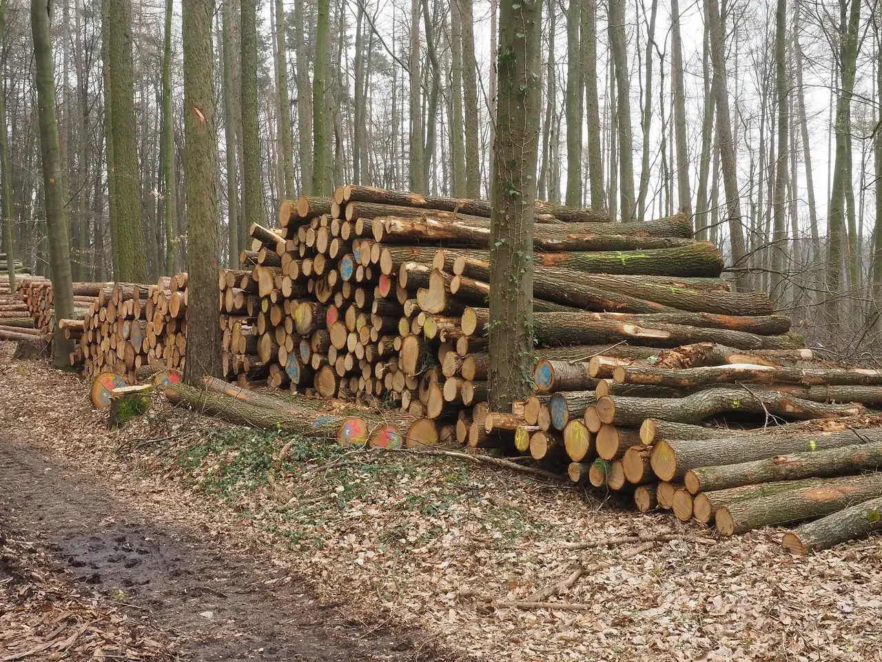 Holzstämme im Wald