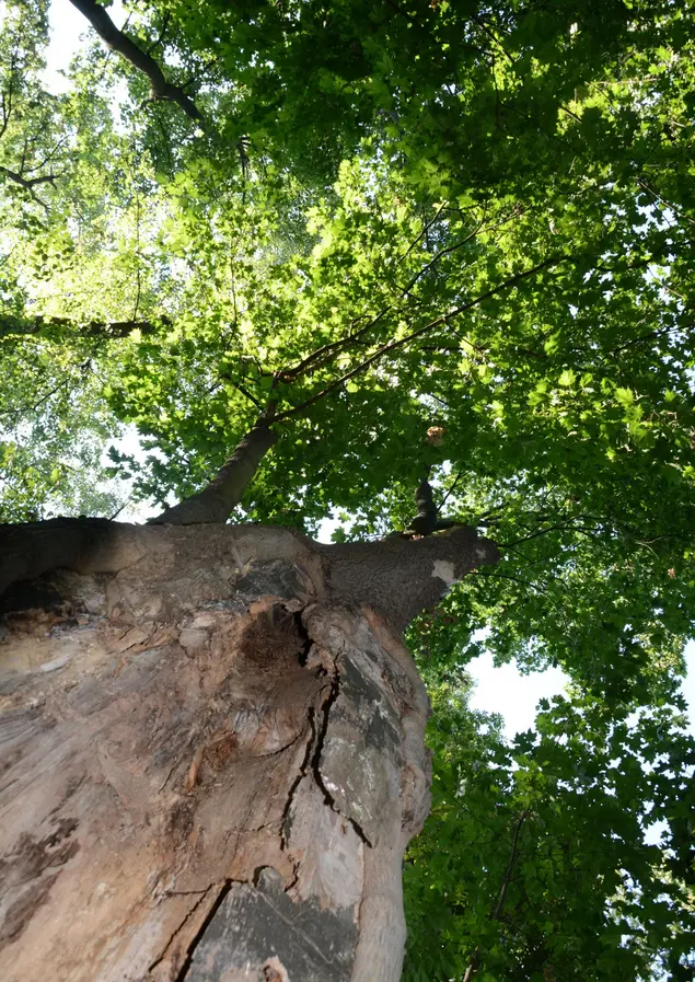 Baumrinde mit Blick nach oben