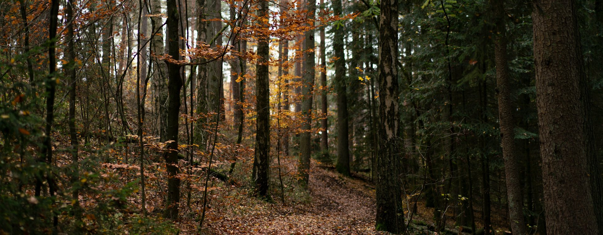 Herbstlicher Stadtwald 