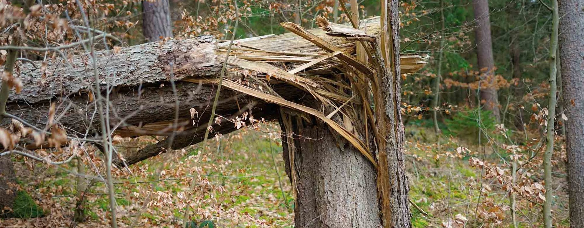 Zerstörter Baum durch Borkenkäfer