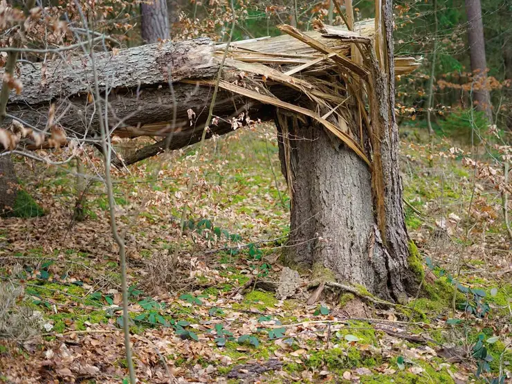 Zerstörter Baum durch Borkenkäfer