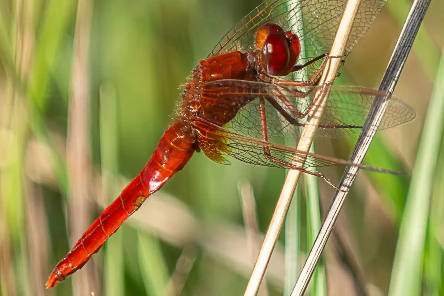 Rote Feuerlibelle