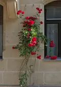 Blühende rote Kletterrosen vor einer Sandsteinfassade.