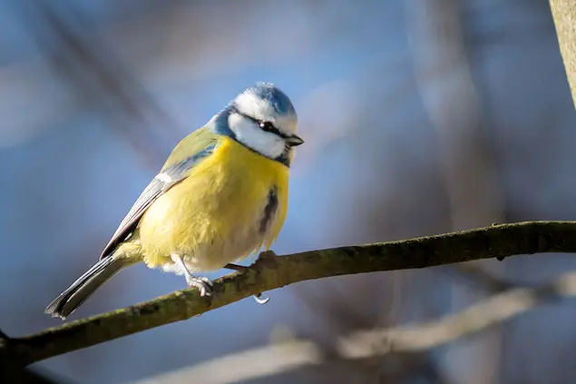 Blaumeise sitzt auf einem Ast