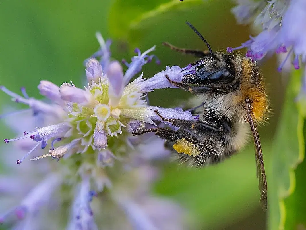 Hummel an einer Blume