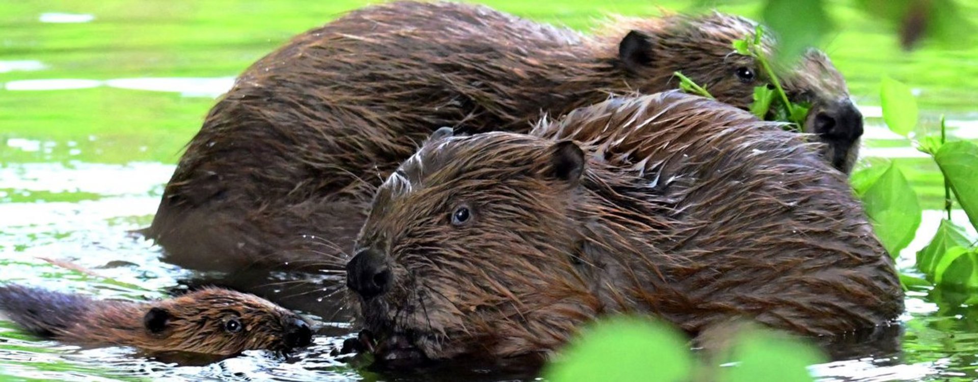 Biberfamilie im Wasser