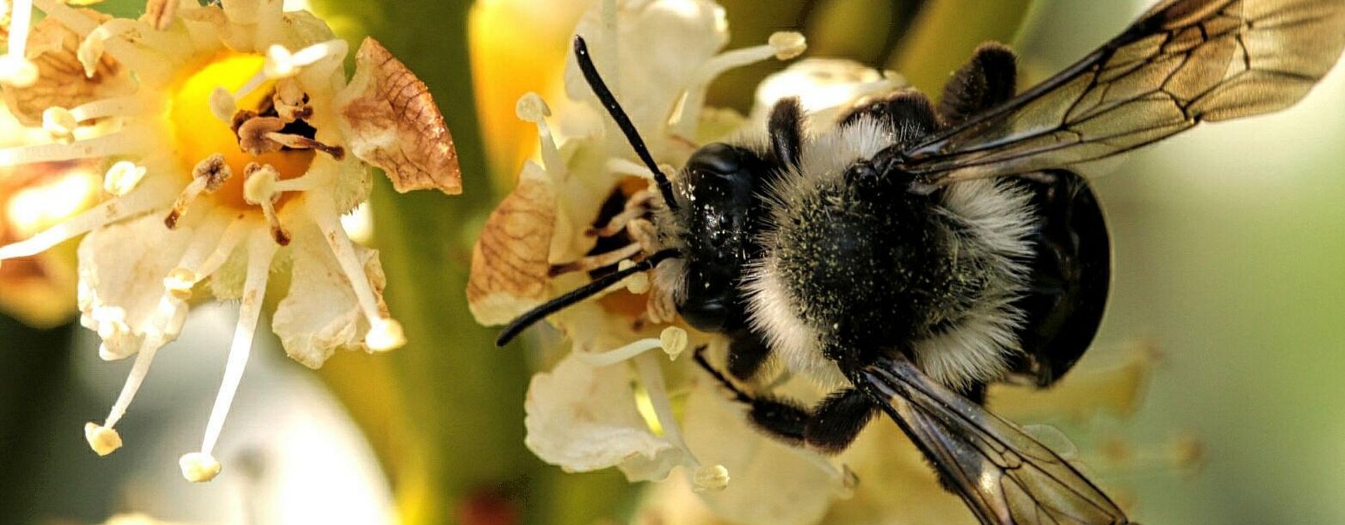 Erdhummel aus der Vogelperspektive