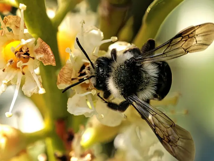 Erdhummel aus der Vogelperspektive