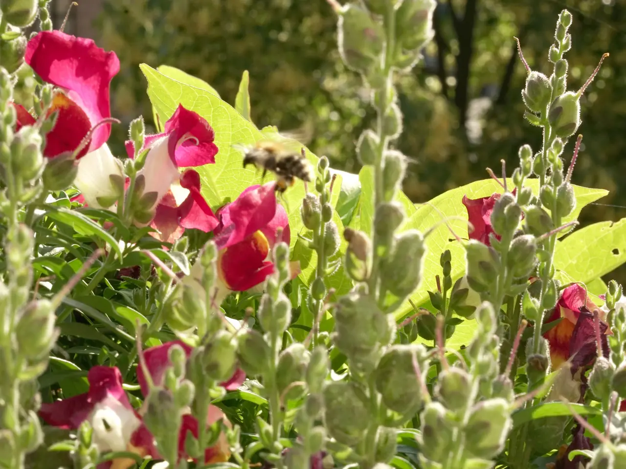 Wildbiene fliegt auf rote Blume zu 