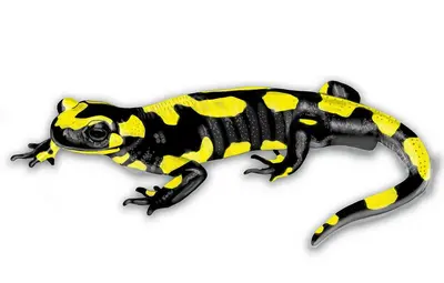 Illustration eines Feuersalamanders, der gefleckt ist