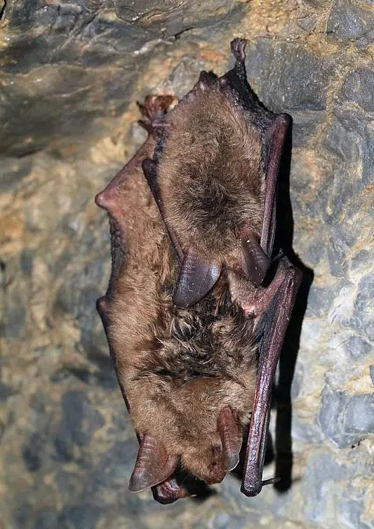 Bechsteinfledermaus mit Jungtier schläft