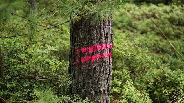 Rot markierter Baum