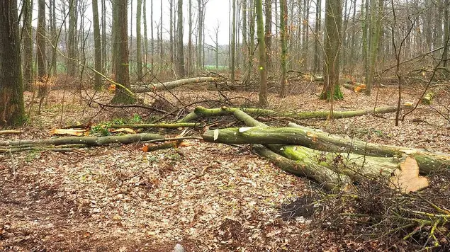 Umgefallene Bäume und Äste liegen wild verstreut auf dem Boden