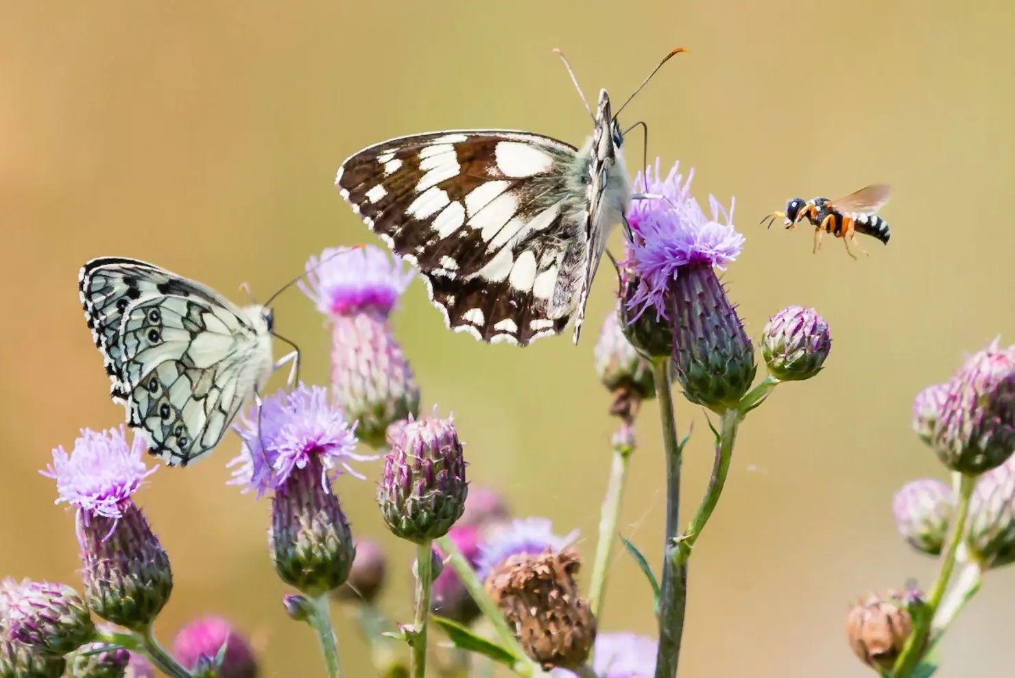 Schmetterling mit Schachbrettmuster