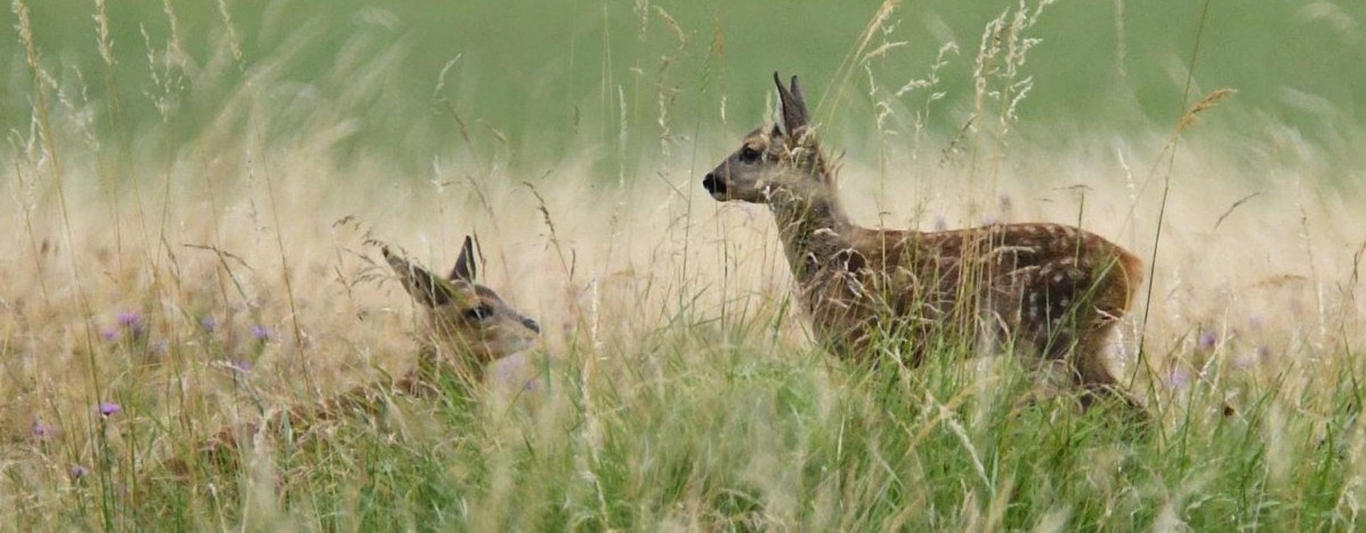 Zwei Rehkitze auf einer Wiese