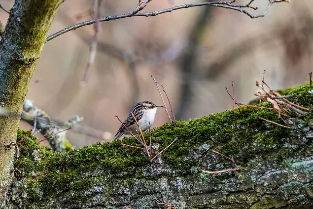 Gartenbaumläufer sitzt auf einem Baum