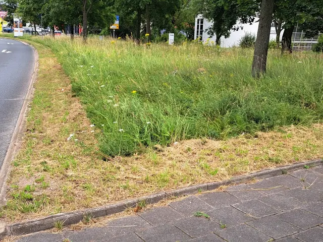 Straßenbegleitgrün ist nur zur Straße hin gemäht