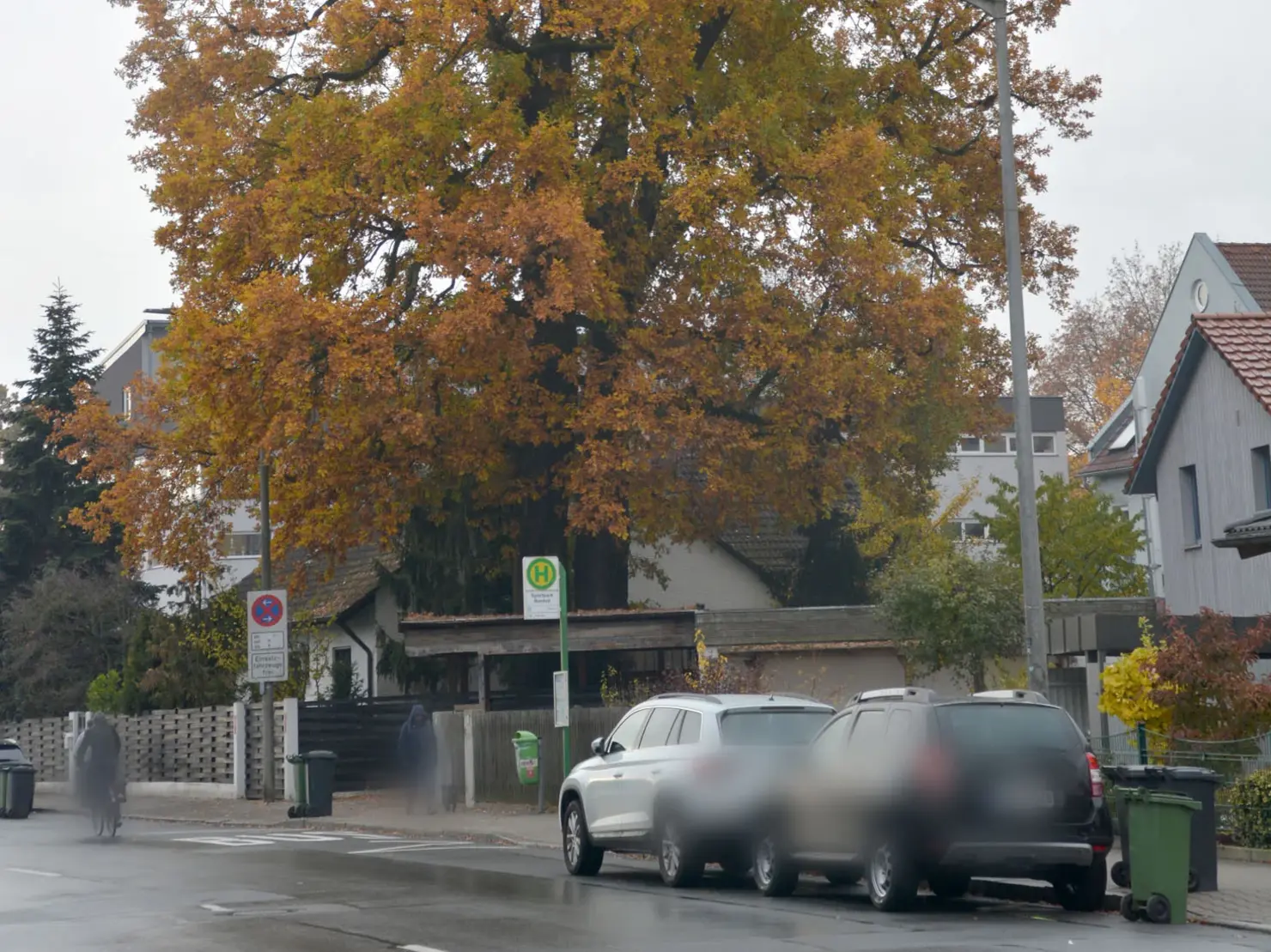 Straße mit großer Eiche am Wegrand