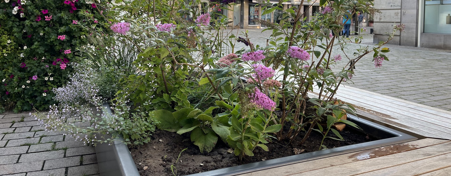 Ein begrüntes Sitzelement mit zahlreichen Blüten in der Fußgängerzone.