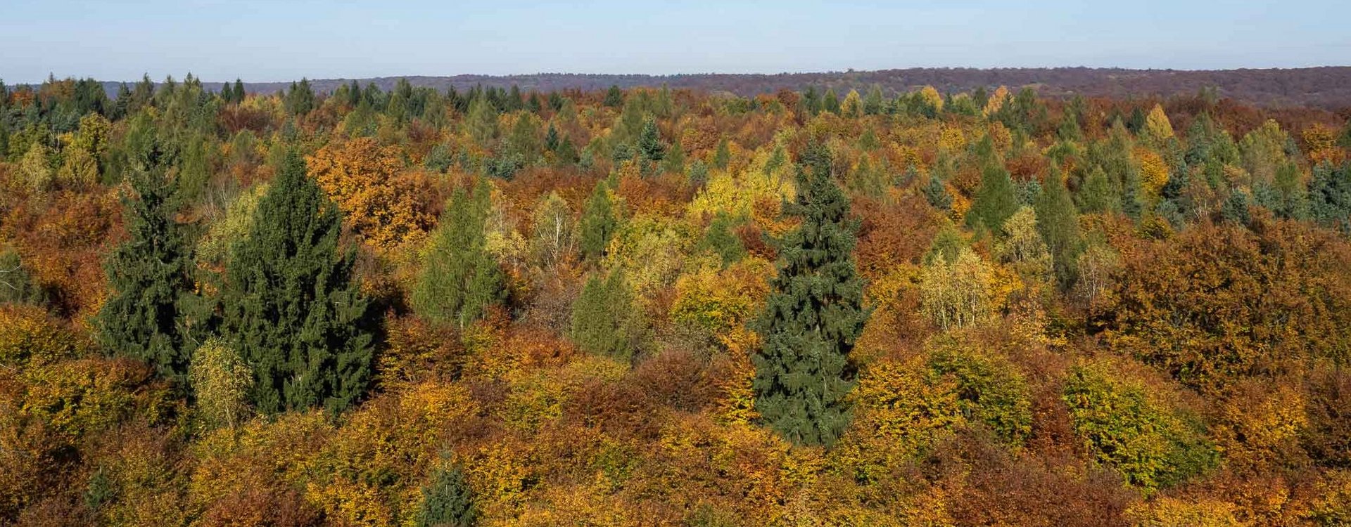 Herbstlicher Mischwald