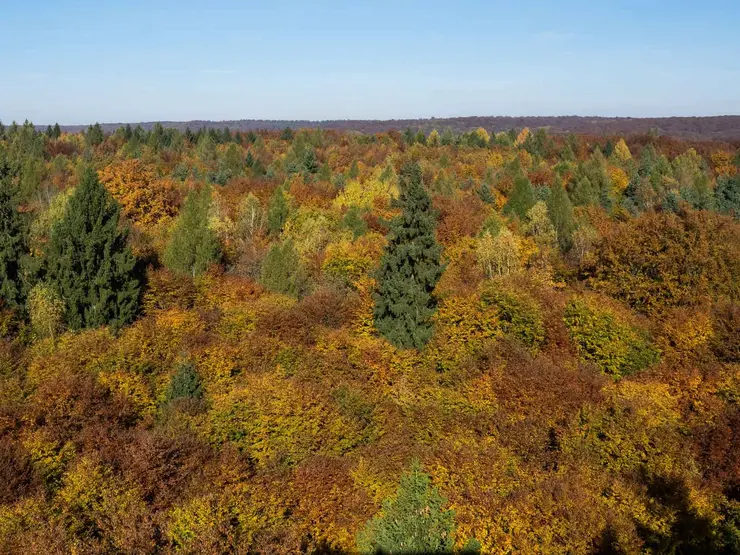 Herbstlicher Mischwald