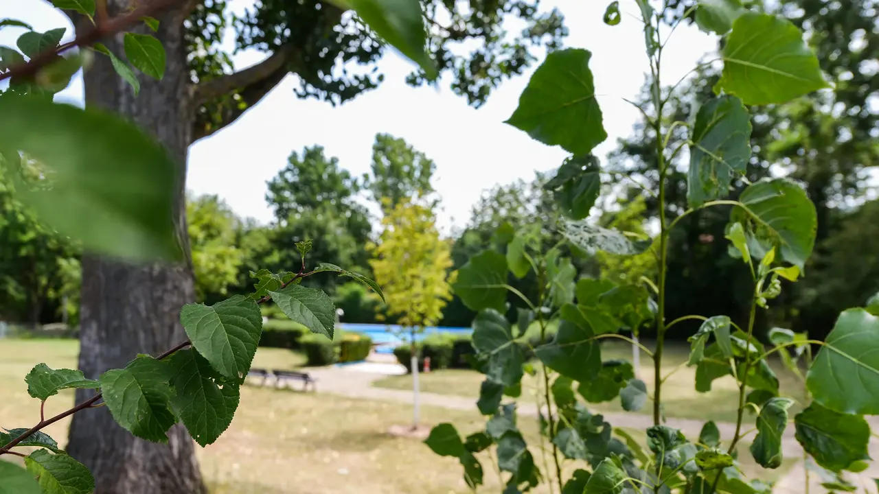 Liegewiese im Jugendbad Burgfarrnbach