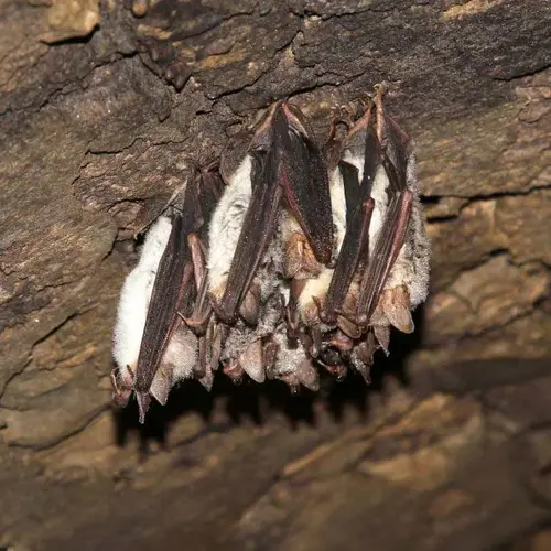 Mehrere Fledermäuse hängen von der Decke einer Höhle