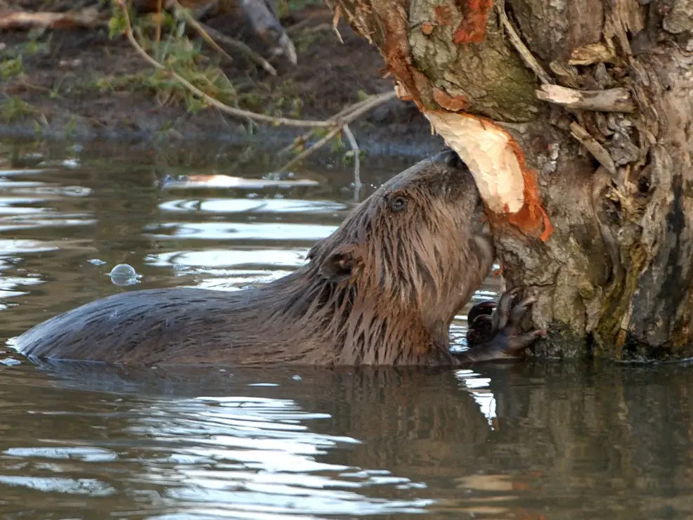 Biber nagt an Baum im Fluss