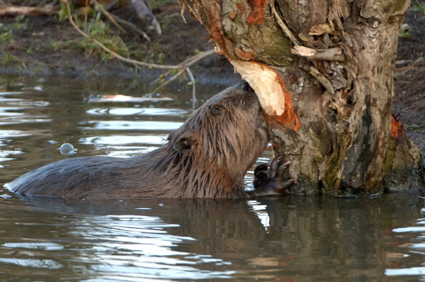 Biber nagt an Baum im Fluss