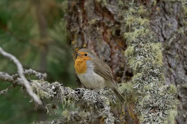 Rotkehlchen rastet auf einem Baum