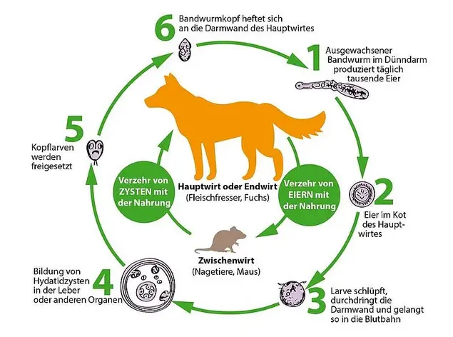 Lebenszyklus des Fuchsbandwurms und Übertragungsweg in der Nahrungskette