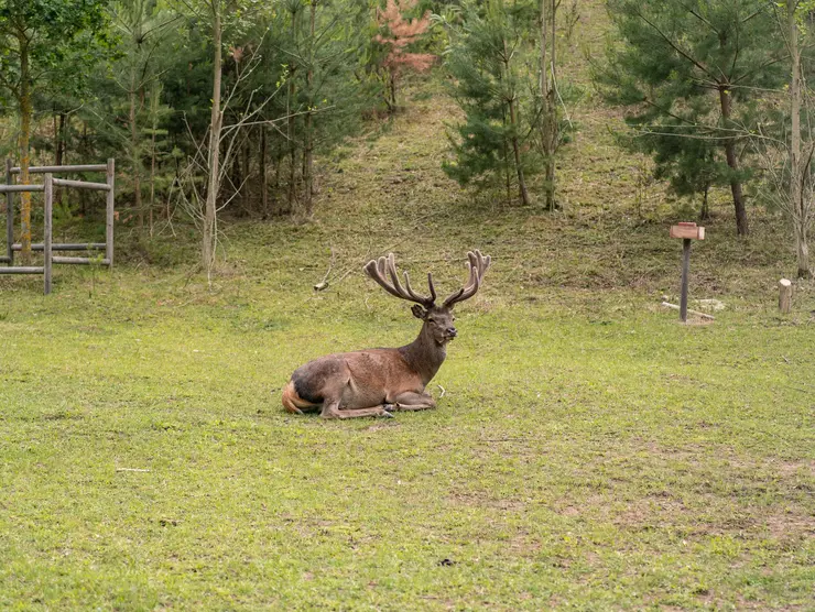 Hirsch rastet im Gehege auf der Wiese