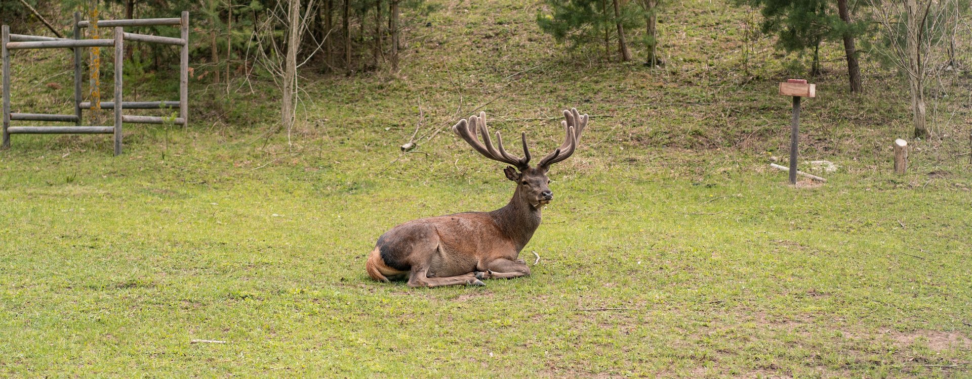 Hirsch rastet im Gehege auf der Wiese