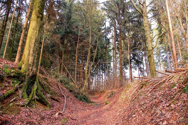 Bäume im Fürther Stadtwald