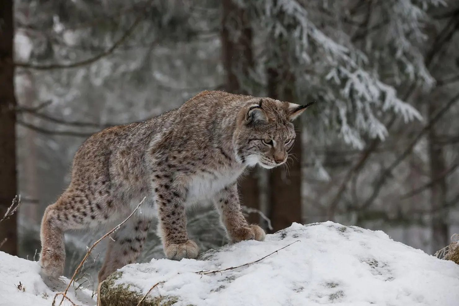 Luchs in einem winterlichen Wald