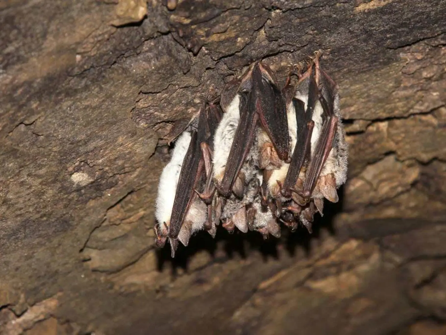 Eine Gruppe Fledermäuse in einer Höhle