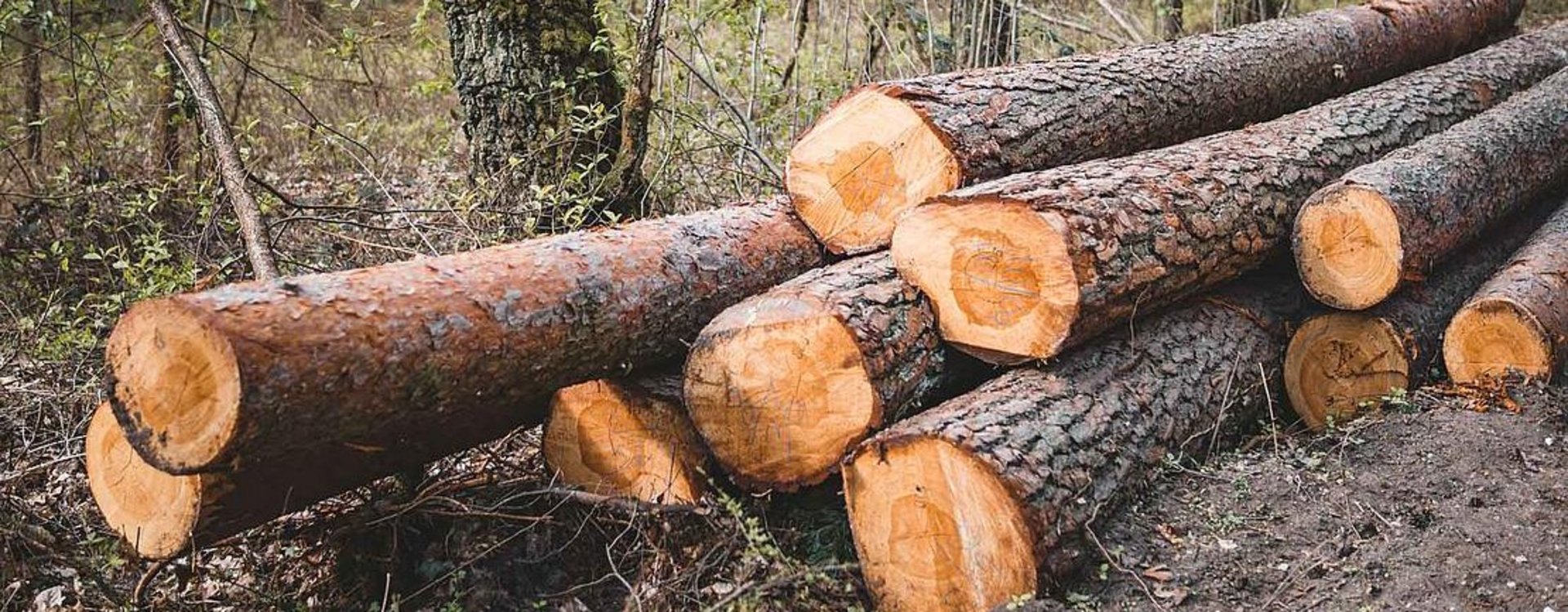 Angeschnittene Baumstämme liegen auf dem Boden im Wald