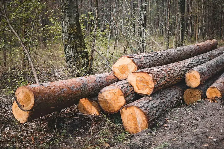 Angeschnittene Baumstämme liegen auf dem Boden im Wald