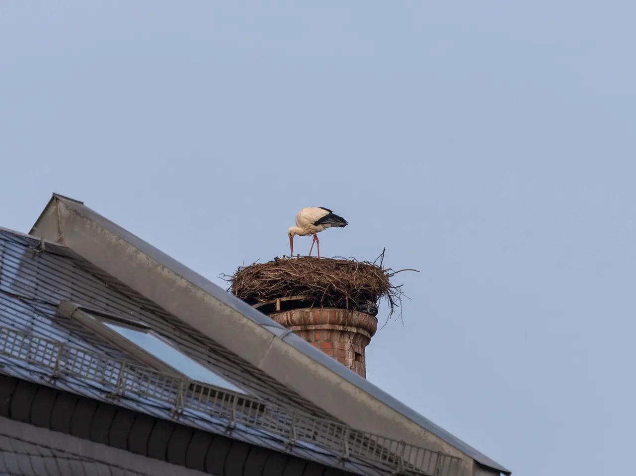 Storch nistet auf Horst